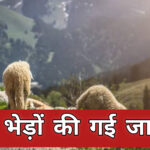 Two sheep died due to electrocution on Chamba-Bharmaur NH